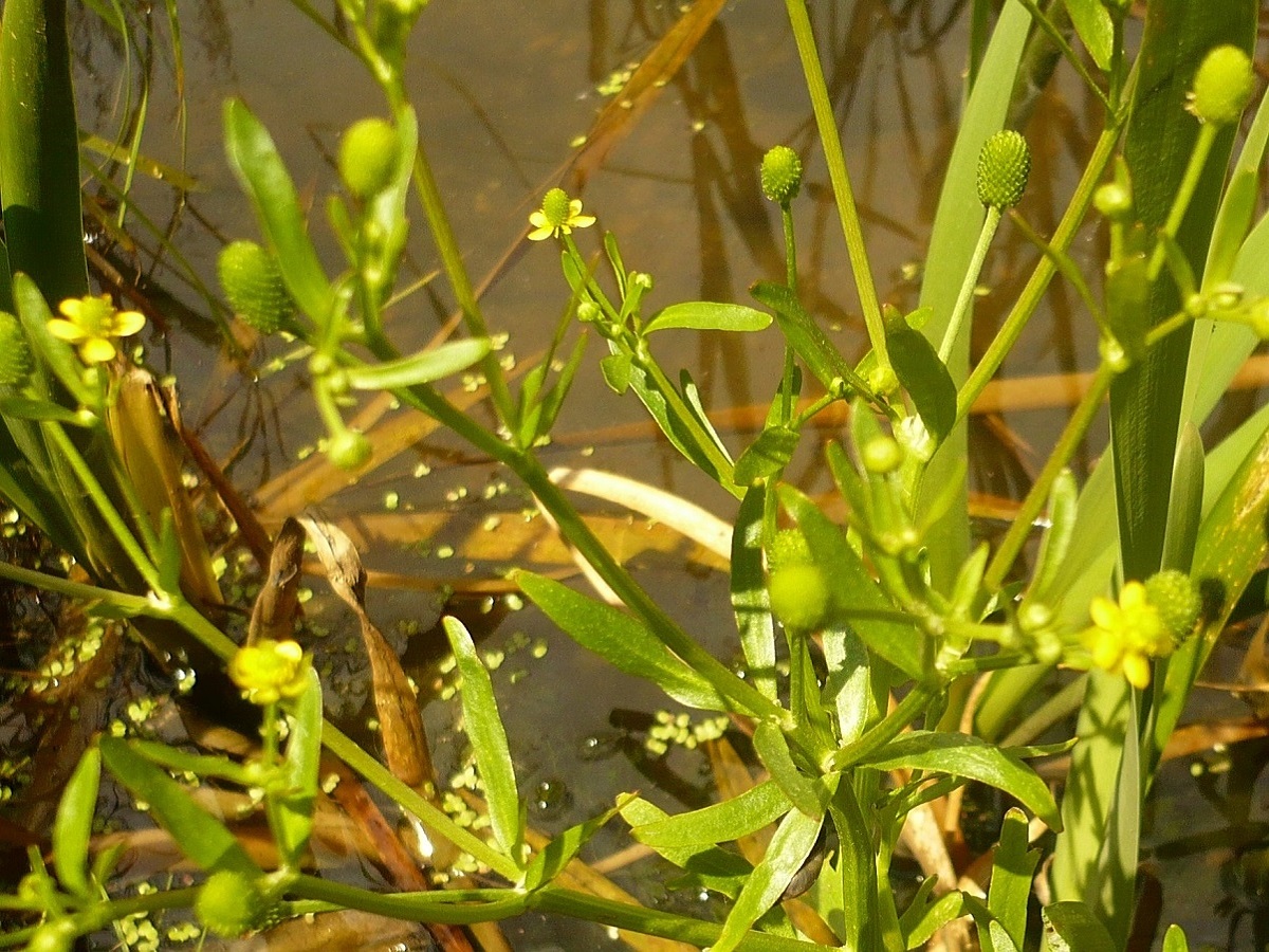Ranunculus sceleratus subsp. sceleratus (Ranunculaceae)